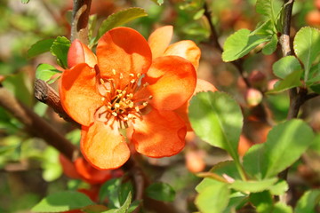Ozdobne, pomarańczowe kwiaty pigwowca japońskiego © Monika