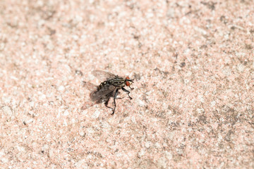 Flesh fly 2