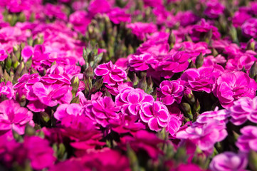 Vase of small pink carnations