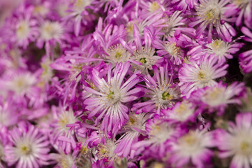 Obraz premium Hottentot Fig Flowers. Carpobrotus edulis (Aizoaceae)