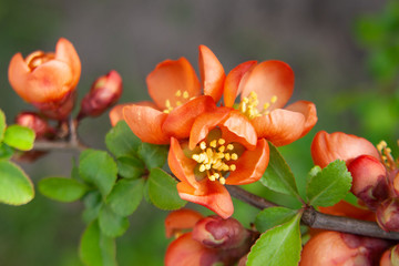 Ozdobne, pomarańczowe kwiaty pigwowca japońskiego © Monika