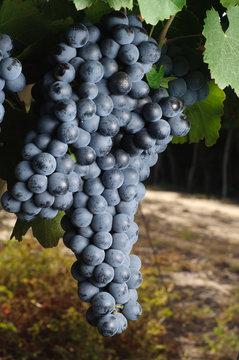 Cabernet - syrah 1