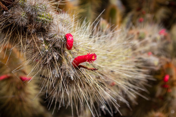 Red flower cactus. Bloom. © w1d