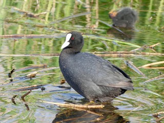 Eurasian coot near the reeds - Fulica atra, syn. Fulica prior