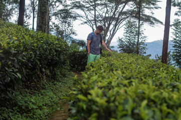 Stylish hipster tourist walks the path through tea plantation and touches the tea leaves