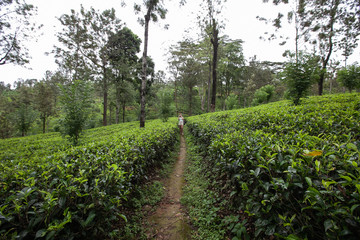 Fototapeta na wymiar Tea fields or plantations and a tourist walking the path in the center of photo far from photographer