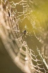 Spider sits оn a web with dew drops. Macro shot