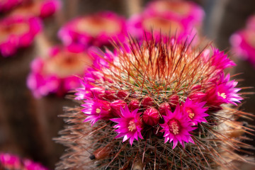Cactus ( Echinocereus Coccineus )