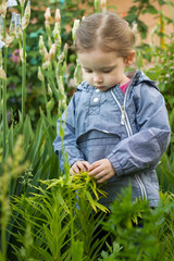 Curious three years old blonde girl touching garden plants