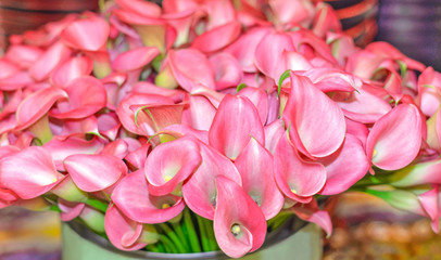 Obraz premium Beautiful pink bouquet of flowers calla lily, closeup