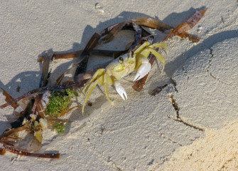 Yellow and white crab walking on a bright day, sandy beach with seaweed on the sand and small crab - copy space