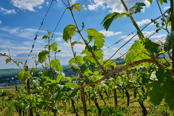 Fototapeta na wymiar vineyard in the wine region Rheingau in the village Johannisberg on a sunny day