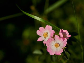 Obraz premium pink flower on green background
