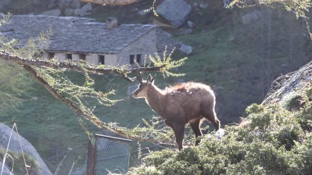Il giovane camoscio si pulisce le corna strofinandole sul ramo del pino