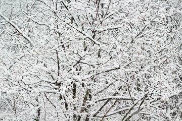 The branches of a tree covered with hoarfrost and snow in a winter morning