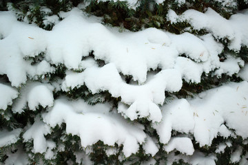 .Branches of a fir-tree are covered with hoarfrost in the winter