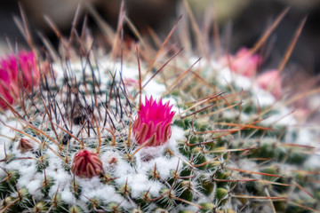 Cactus ( Mammillaria Haageana ) flower