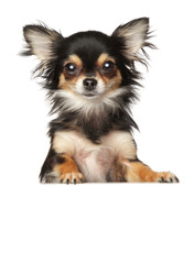 Young Chihuahua puppy above banner