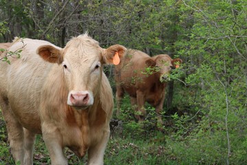 Two Charolais cattle standing among the spring trees looking at the camera