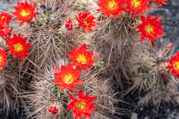 Cactus ( Echinocereus coccineus )