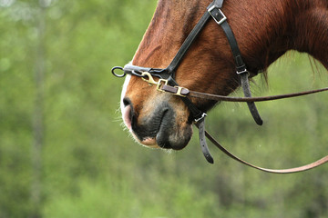 Close up of a head of a bay horse in cavesson.