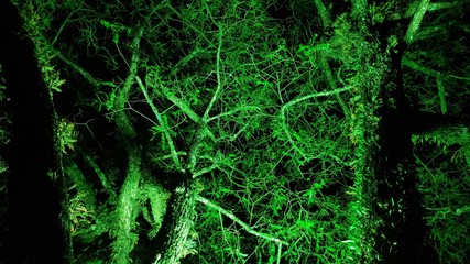 luz verde na árvore
