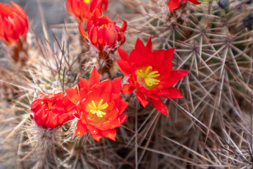 Fototapeta premium Cactus ( Echinocereus coccineus )