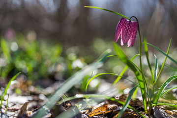 Fritillaria meleagris in the forest with morning lights