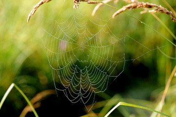Spinnennetze auf der Wiese