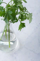 Fresh homegrown organic parsley, plant