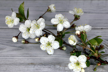 A branch of cherry with white flowers on a wooden table. .Blooming spring cherry.