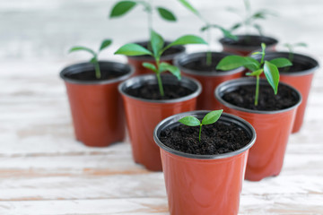 Green new plants in brown pots. Potted plants on white wooden background.
