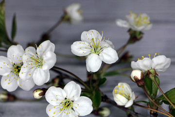 White cherry flowers close up on gray wooden background..Yellow stamens and white petals closeup.