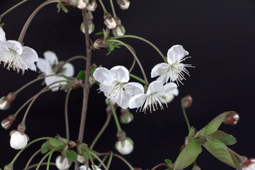White flowers of cherry on a black background close-up..A branch with delicate spring flowers.