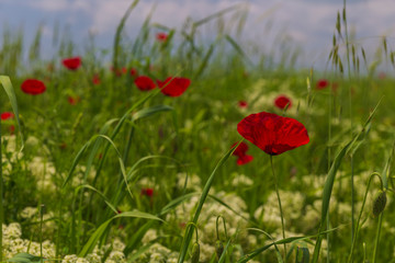 Spring flowering poppies on the field