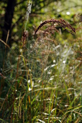 Spinnennetze auf der Wiese