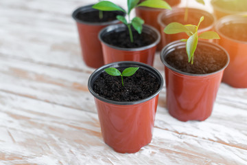 Green new plants in brown pots. Potted plants on white wooden background.
