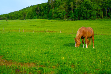 Naklejka premium A horse grazing on a lush green meadow in Switzerland