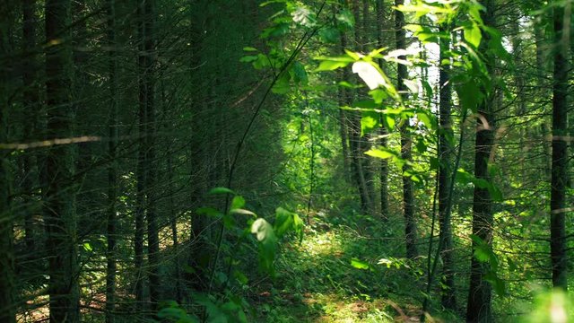 Deep forest with branches and sun rays light. 4k magic nature.