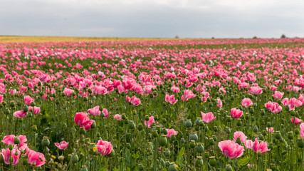 Fototapeta premium Mohnblumen 12