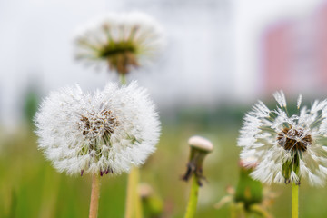 lots of white dandelions with fluffy seeds and dew drops on the background of green grass close-up in summer
