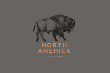 Hand drawing of American bison in retro engraving style. Buffalo in graphic vintage style. Vector logo template. © KOSIM
