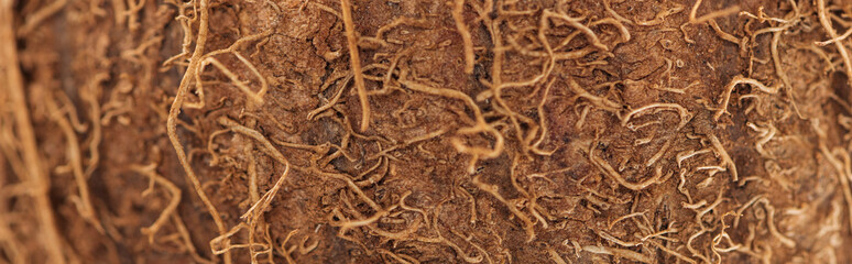 close up view of textured natural brown coconut peel, panoramic shot