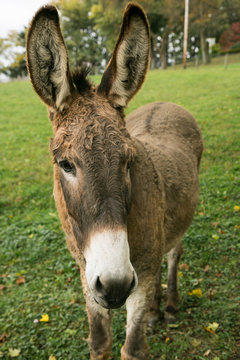Farm donkey