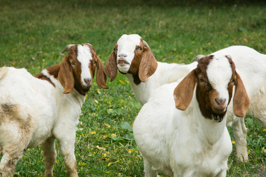 Brown and white goats roaming on a farm