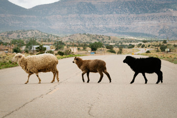 Sheep crossing on open range road.