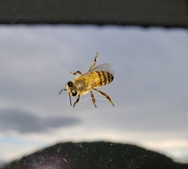 abelha no vidro, inseto 