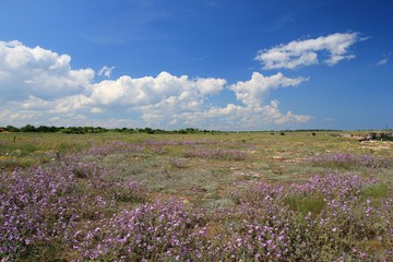 Obraz premium Blooming steppe on Kamen Bryag, Bulgaria