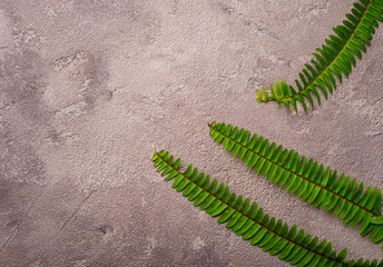 Background with green fern leaves.