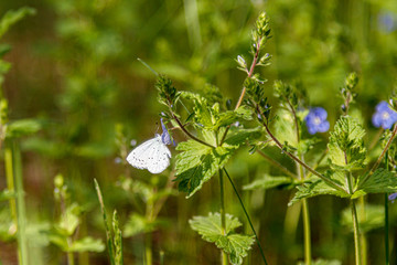 Beautiful spring flowering meadow of fresh flowers